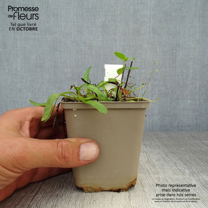 Amostra de Erigeron Dunkelste Aller Vaso de 8/9 cm tal como entregue no outono