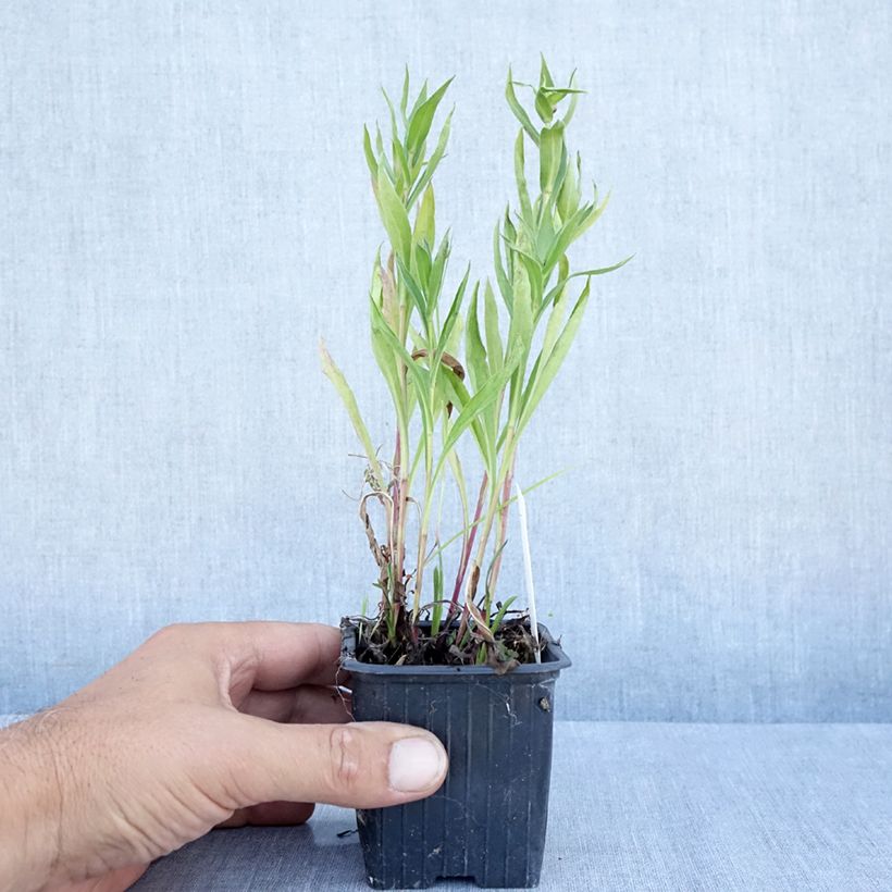 Amostra de Erigeron Foersters Liebling Vaso de 8/9 cm tal como entregue no verão