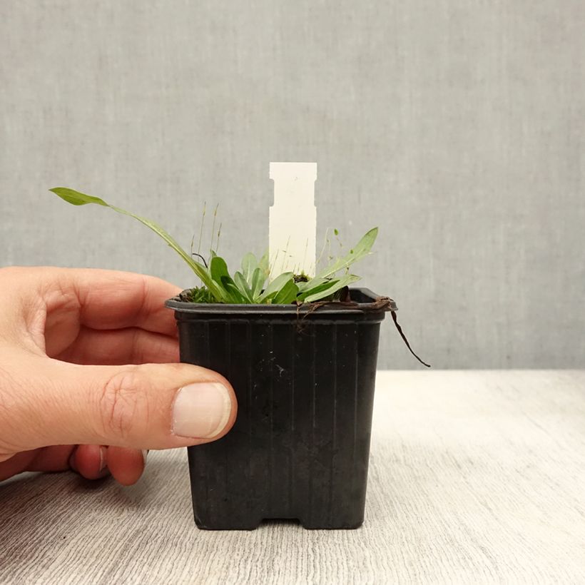 Amostra de Erigeron Foersters Liebling Vaso de 8/9 cm tal como entregue no outono