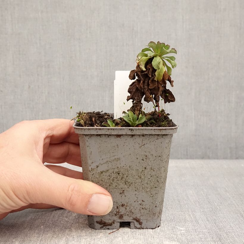 Amostra de Erigeron glaucus Sea Breeze Vaso de 8/9 cm tal como entregue no inverno