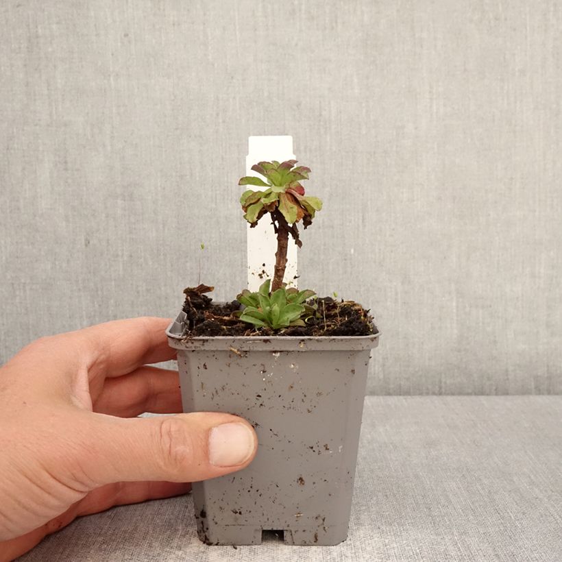 Amostra de Erigeron glaucus Sea Breeze Vaso de 8/9 cm tal como entregue na primavera