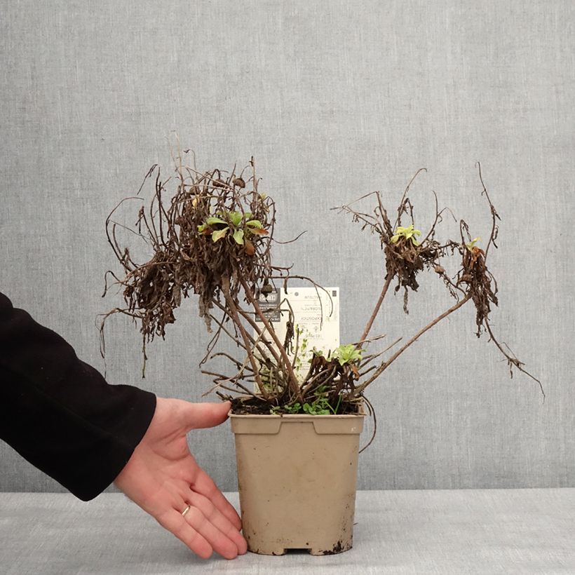 Amostra de Erigeron glaucus Sea Breeze - Vergerette glauque Pot de 2L/3L tal como entregue no inverno