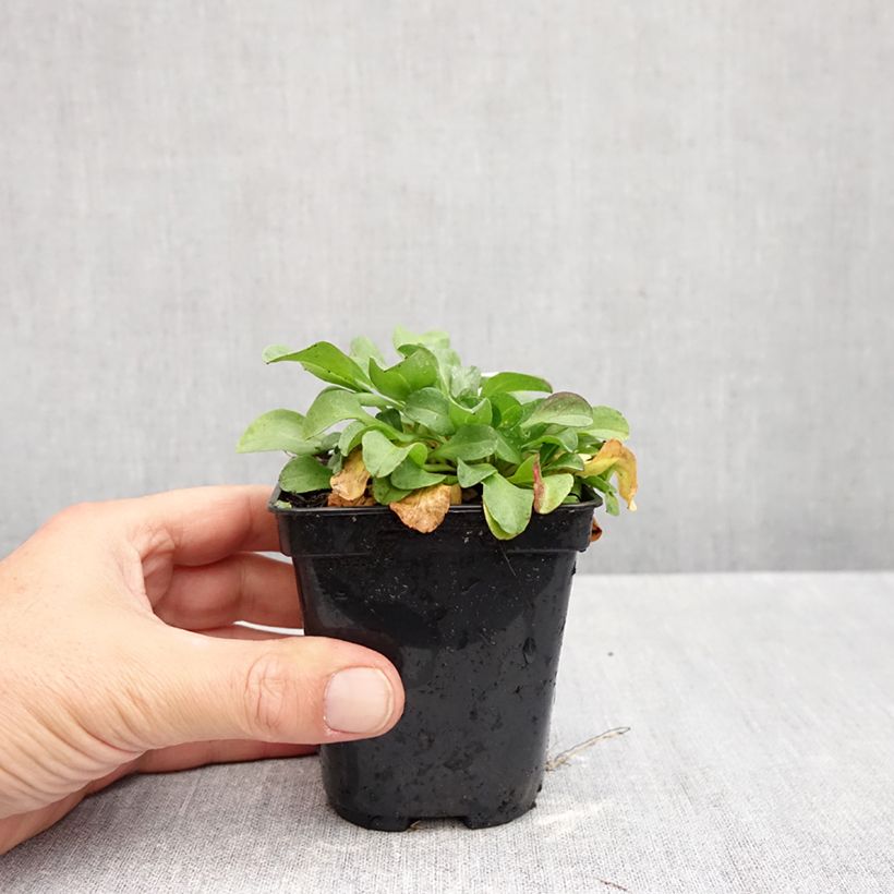 Amostra de Erigeron glaucus Vaso de 8/9 cm tal como entregue no outono
