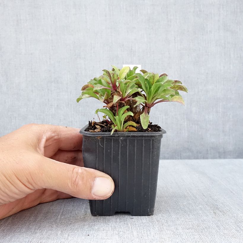 Amostra de Erigeron glaucus Vaso de 8/9 cm tal como entregue no verão