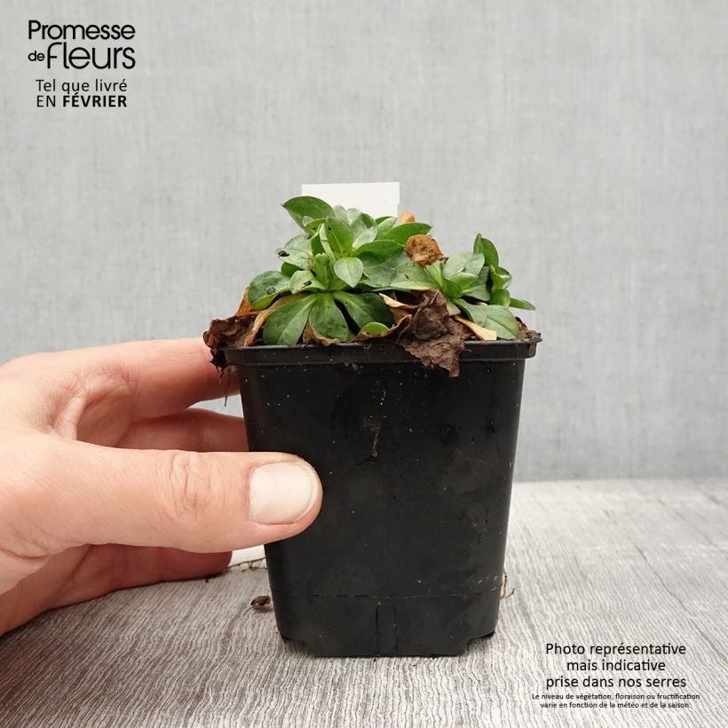 Amostra de Erigeron glaucus - Vergerette glauque Godet de 8/9 cm tal como entregue no inverno