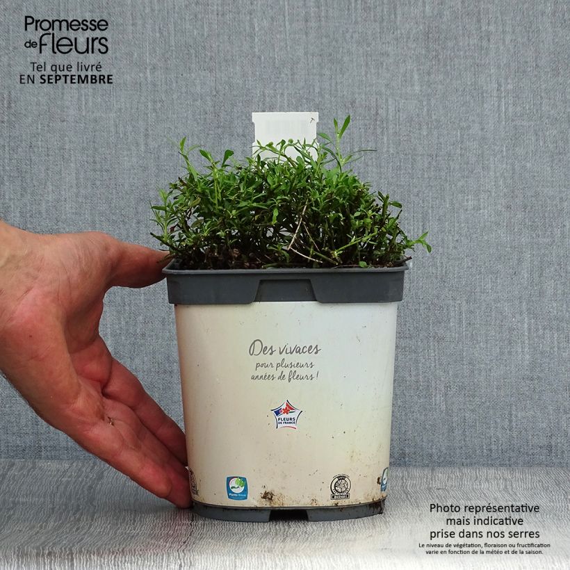 Amostra de Erigeron karvinskianus Vaso de 2 L/3 L tal como entregue no outono