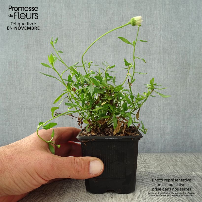 Amostra de Erigeron karvinskianus Lavender Lady Vaso de 8/9 cm tal como entregue no outono