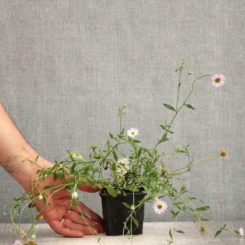 Amostra de Erigeron karvinskianus Lavender Lady Vaso de 8/9 cm tal como entregue no verão