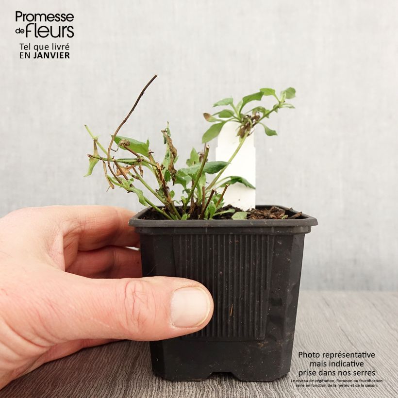 Amostra de Erigeron karvinskianus Lavender Lady Vaso de 8/9 cm tal como entregue no inverno