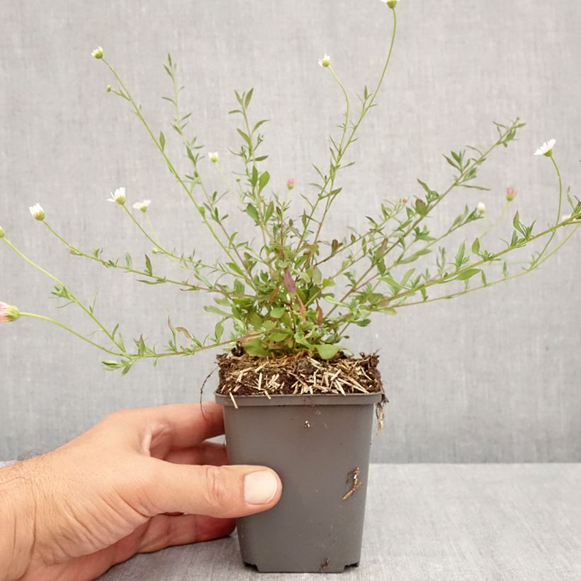 Amostra de Erigeron karvinskianus Vaso de 7/8 cm tal como entregue no outono