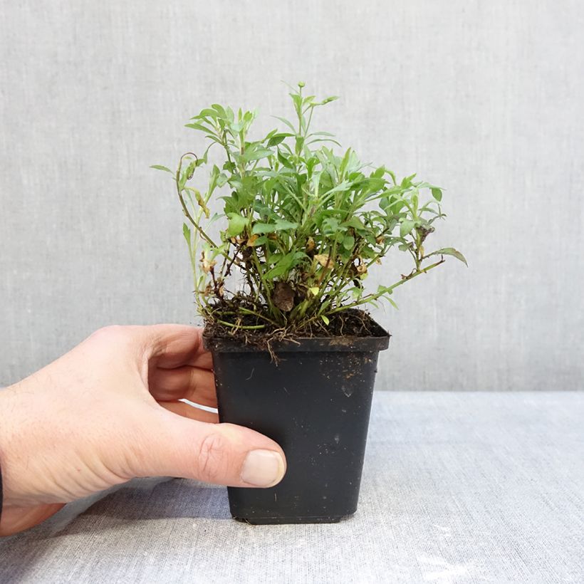 Amostra de Erigeron karvinskianus - Vergerette Vaso de 7/8 cm tal como entregue no inverno