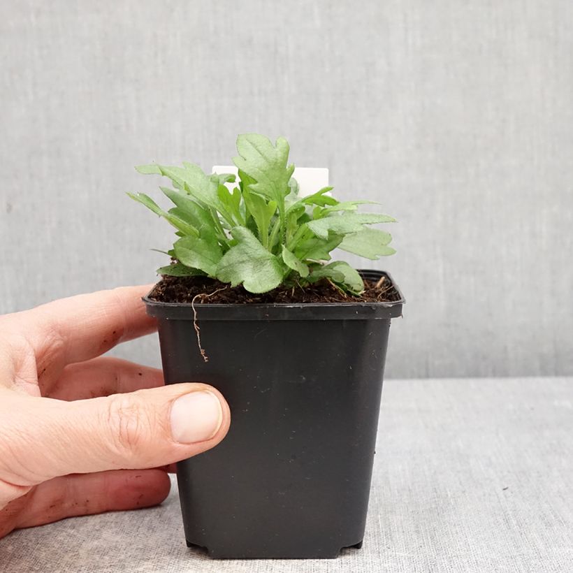 Amostra de Erigeron karvinskianus Vaso de 7/8 cm tal como entregue na primavera