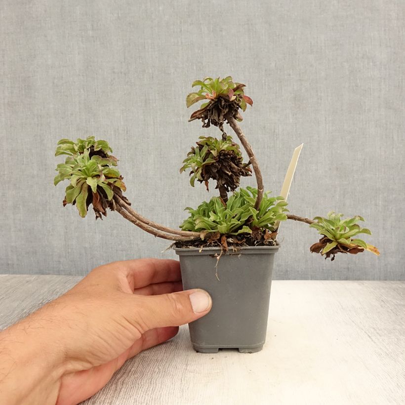 Amostra de Erigeron leiomerus Vaso de 7/8 cm tal como entregue no verão