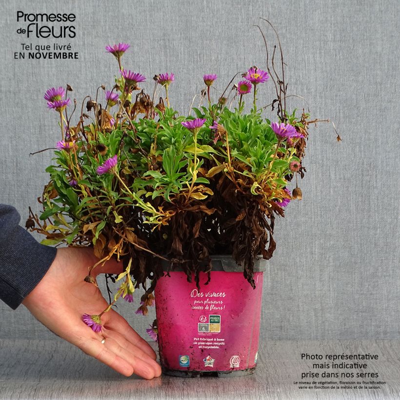 Amostra de Erigeron leiomerus Vaso de 2 L/3 L tal como entregue no outono