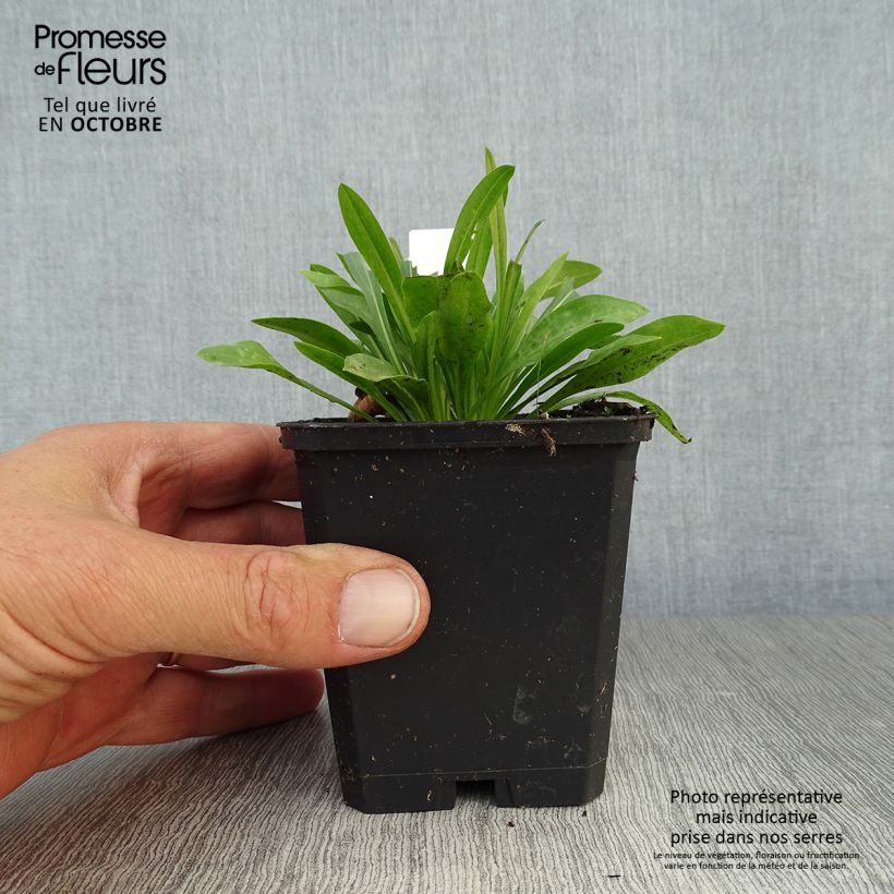 Amostra de Erigeron Professor Korodi Vaso de 8/9 cm tal como entregue no outono