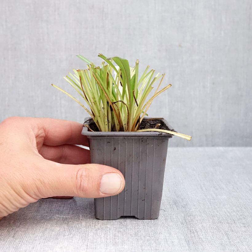 Amostra de Erigeron Quakeress Vaso de 8/9 cm tal como entregue no outono