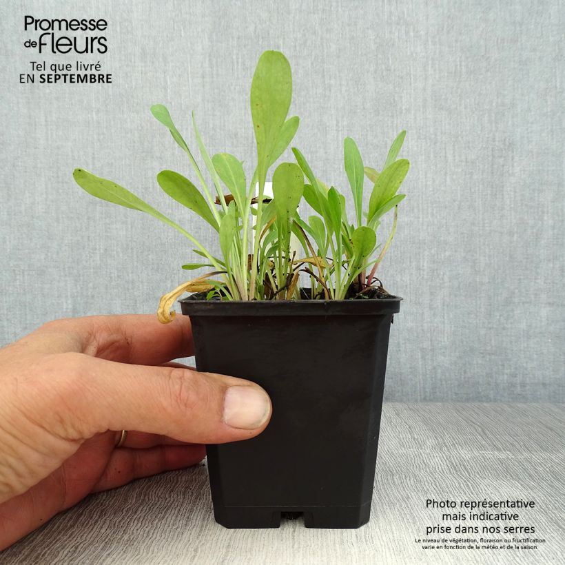 Amostra de Erigeron Quakeress Vaso de 8/9 cm tal como entregue no verão