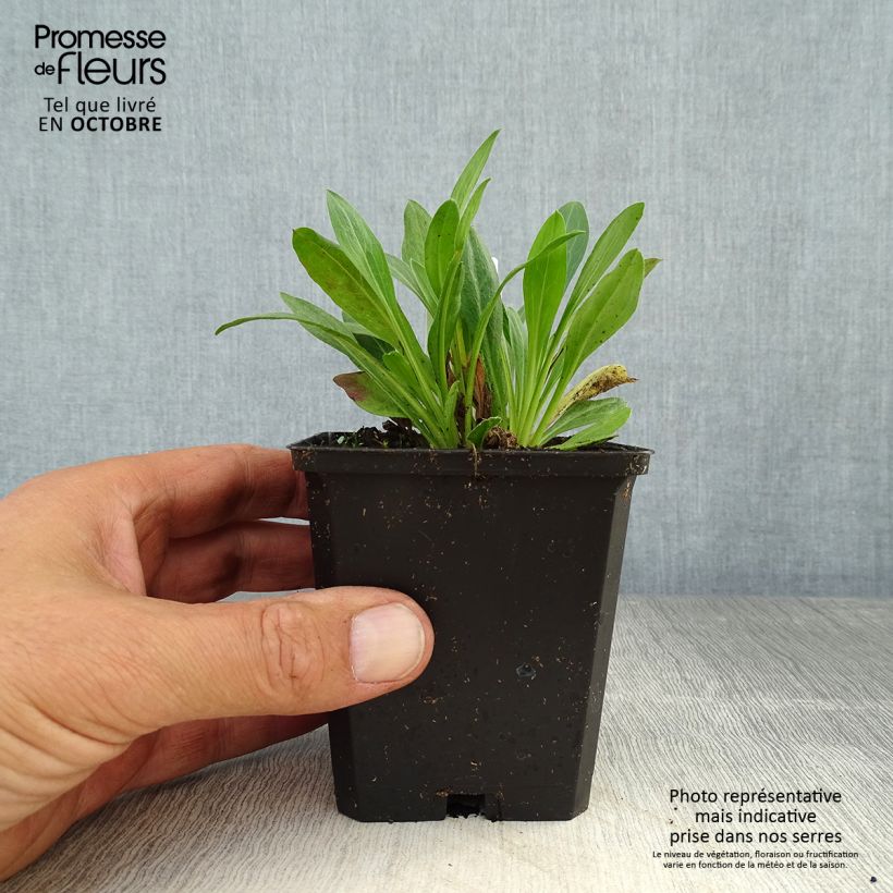 Amostra de Erigeron speciosus Rosa Jewel Vaso de 8/9 cm tal como entregue no outono