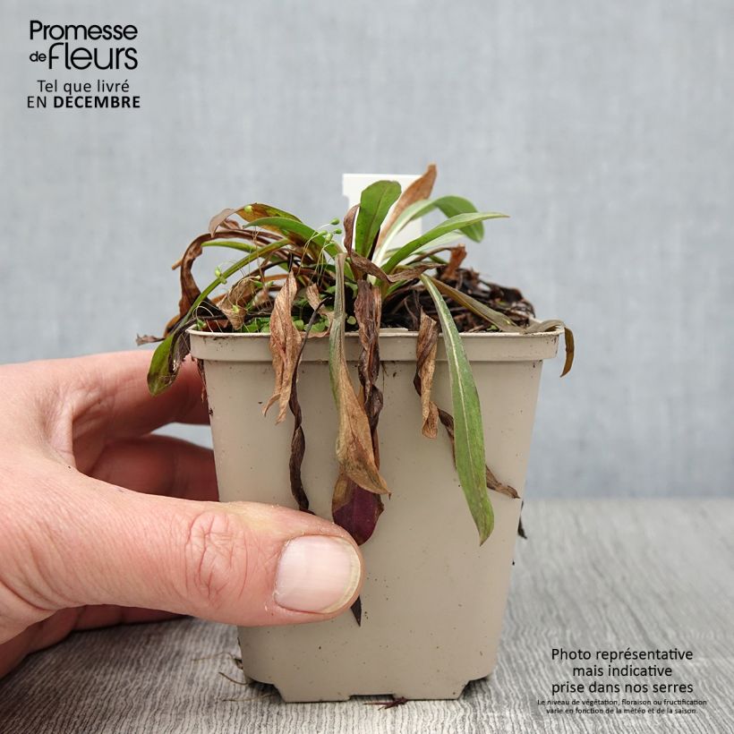 Amostra de Erigeron Schwarzes Meer Vaso de 8/9 cm tal como entregue no outono