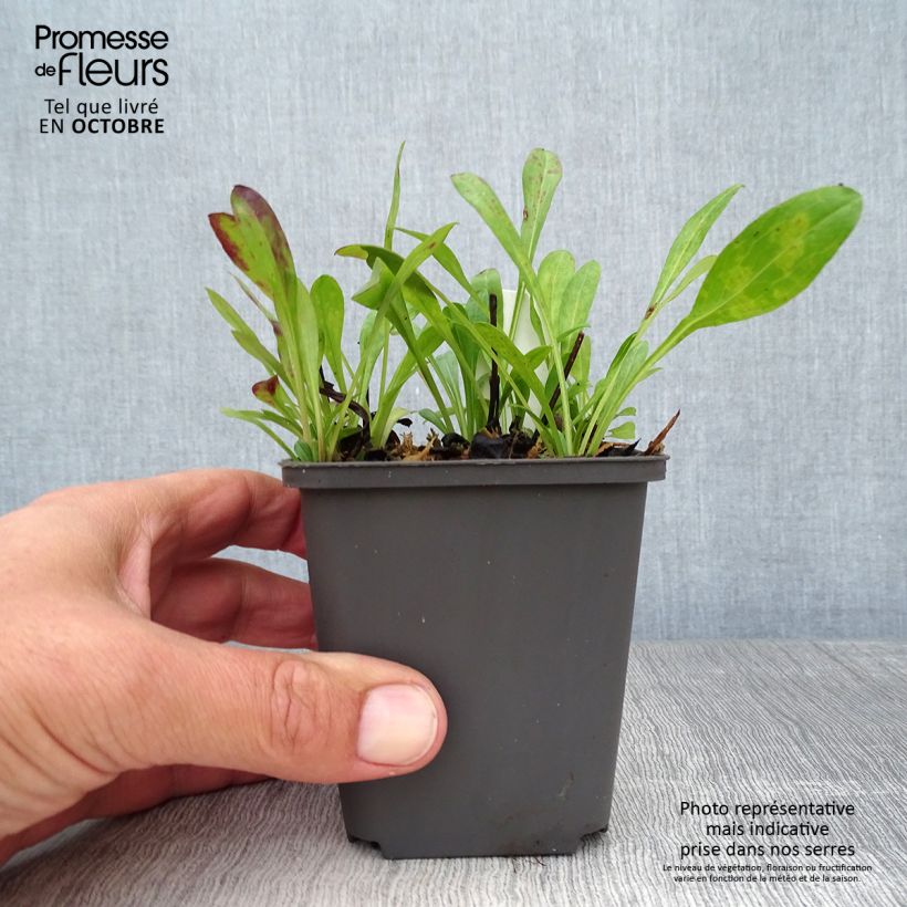 Amostra de Erigeron speciosus Sommerneuschnee Vaso de 8/9 cm tal como entregue no outono