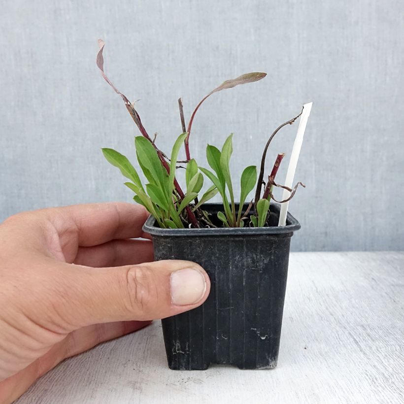 Amostra de Erigeron speciosus Sommerneuschnee Vaso de 8/9 cm tal como entregue no verão