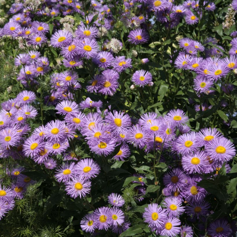 Erigeron Strahlenmeer (Floração)
