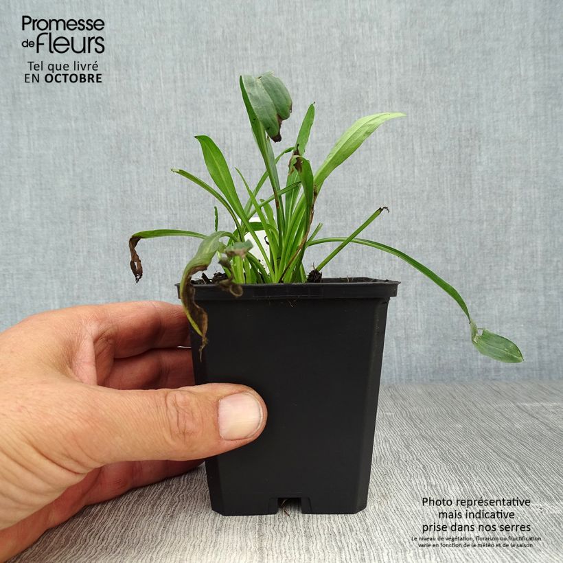 Amostra de Erigeron Strahlenmeer Vaso de 8/9 cm tal como entregue no outono