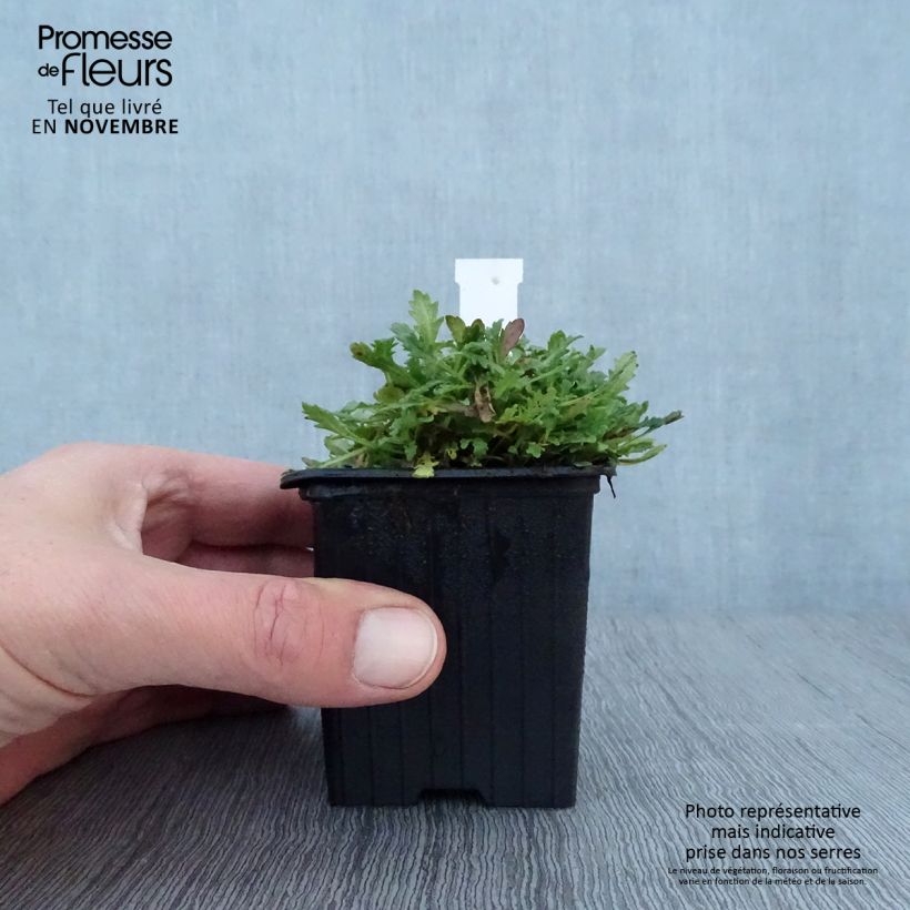 Amostra de Erinus alpinus Vaso de 8/9 cm tal como entregue no outono