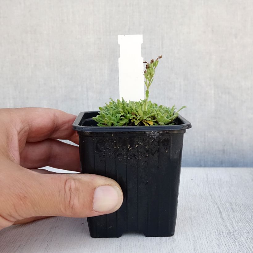 Amostra de Erinus alpinus Vaso de 8/9 cm tal como entregue no verão