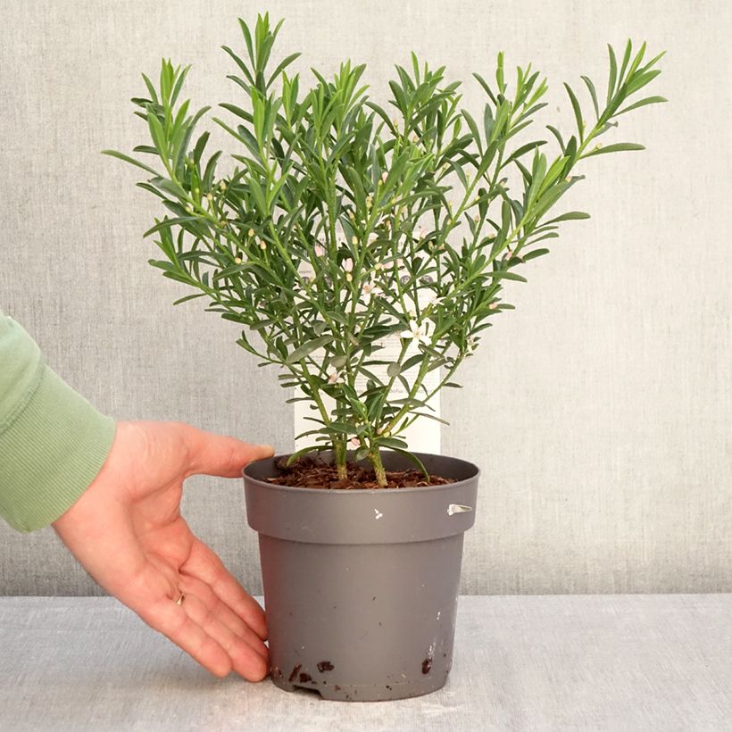 Amostra de Philotheca myoporoides Flower Girl Pink Vaso de 1 L/1,5 L tal como entregue no inverno