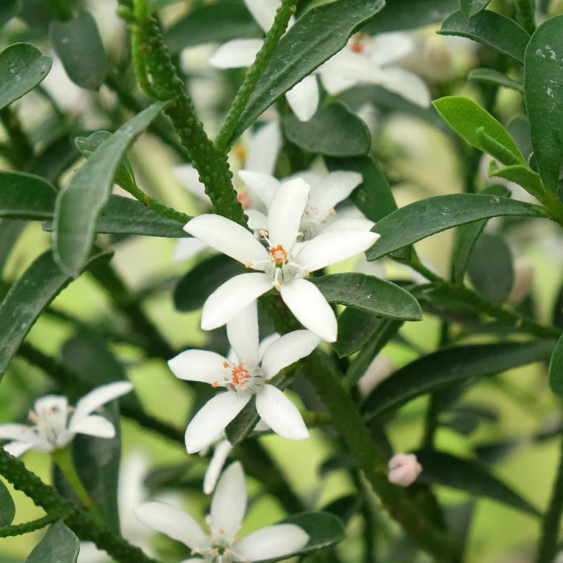Philotheca myoporoides Flower Girl White (Floração)