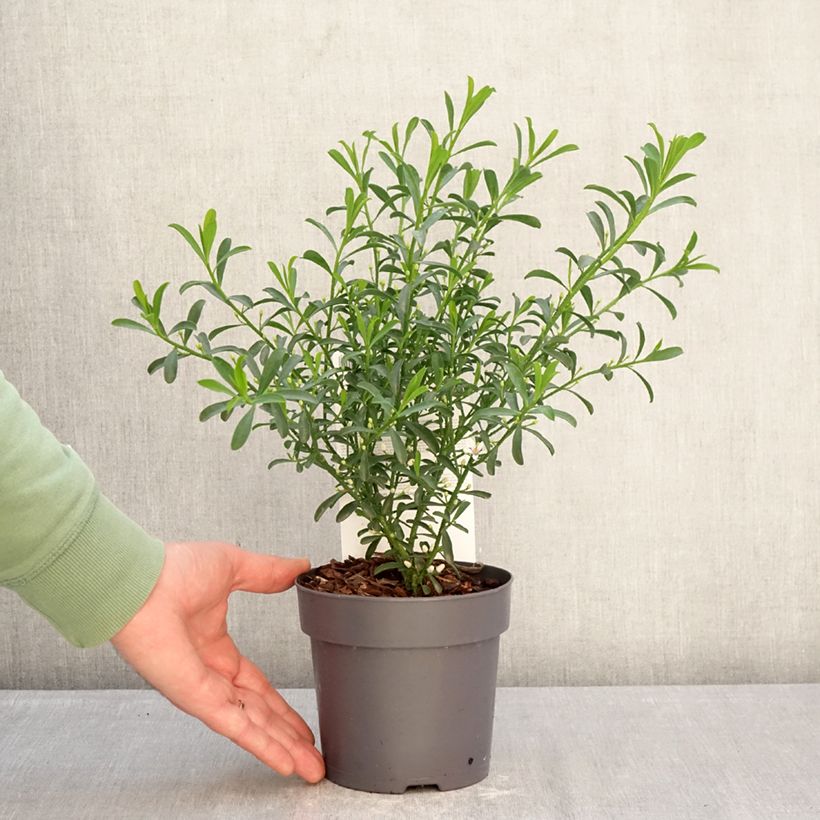 Amostra de Philotheca myoporoides Flower Girl White Vaso de 1 L/1,5 L tal como entregue no inverno