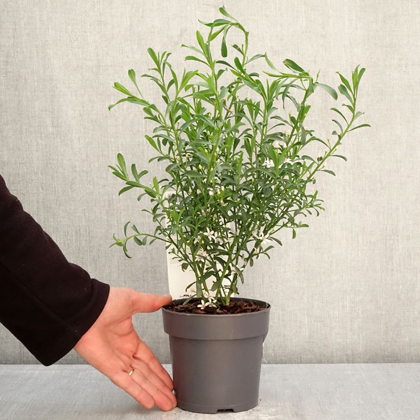Amostra de Philotheca myoporoides Flower Girl White Vaso de 1 L/1,5 L tal como entregue na primavera