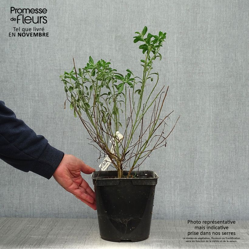 Amostra de Eriostemon myoporoides Vaso de 3 L/4 L tal como entregue no outono