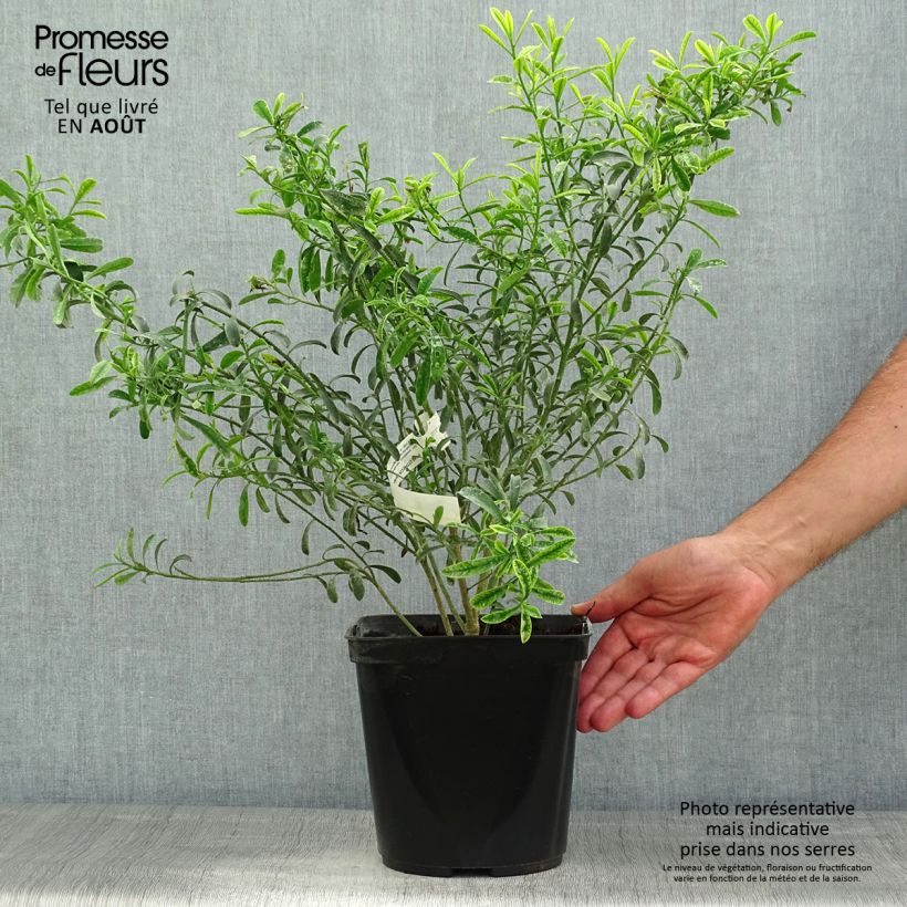 Amostra de Eriostemon myoporoides Vaso de 3 L/4 L tal como entregue no verão
