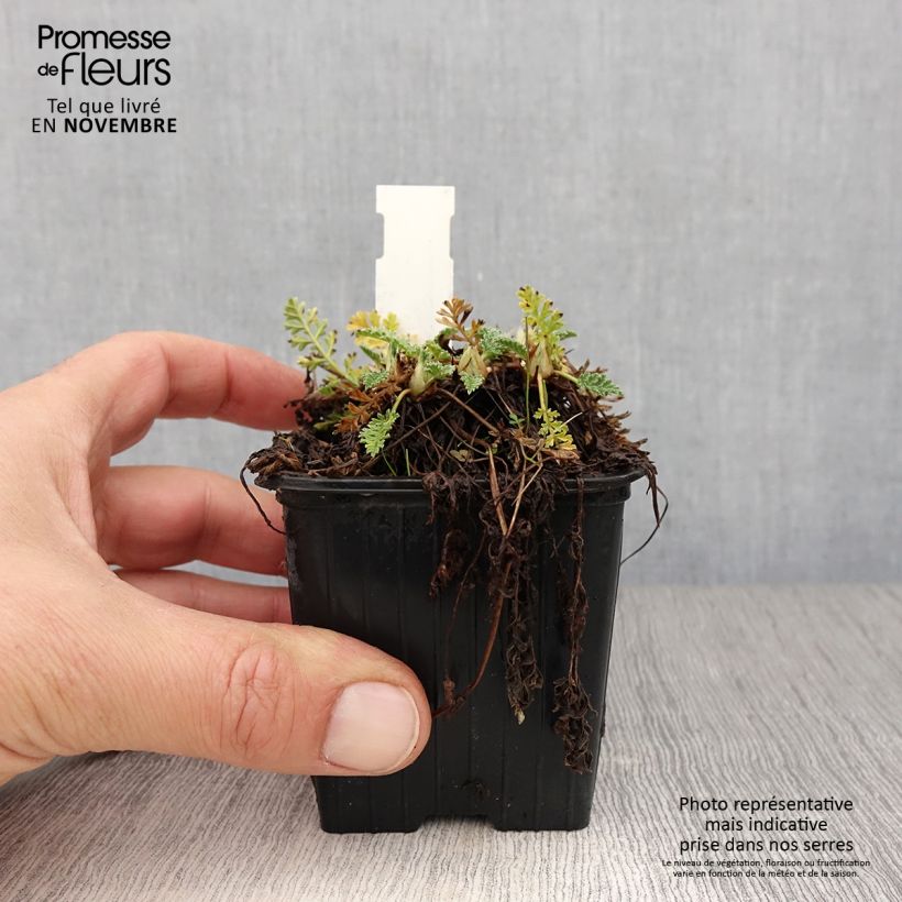 Amostra de Erodium chrysanthum Vaso de 8/9 cm tal como entregue no outono