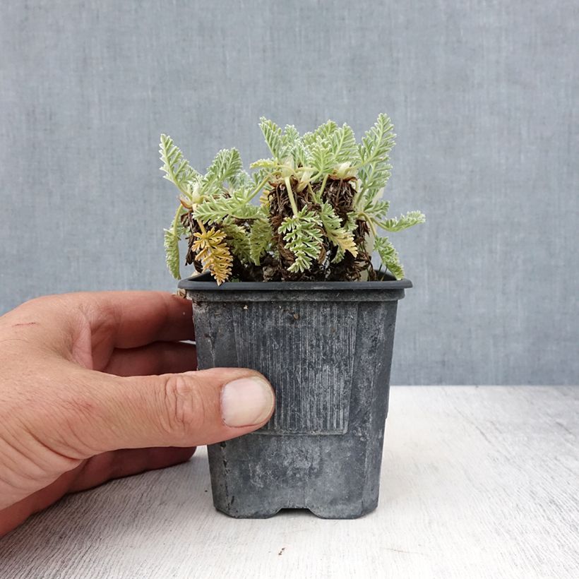 Amostra de Erodium chrysanthum Vaso de 8/9 cm tal como entregue no verão