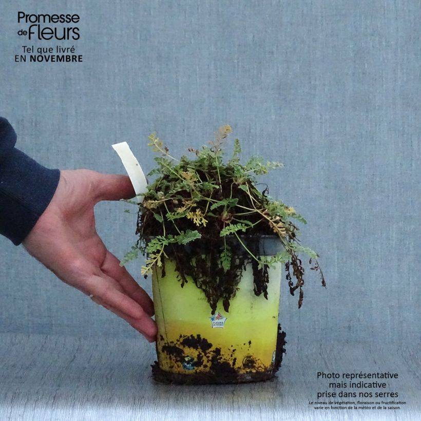 Amostra de Erodium chrysanthum Vaso de 2 L/3 L tal como entregue no outono