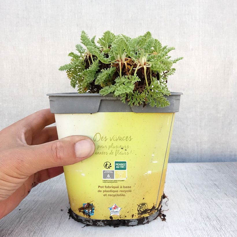 Amostra de Erodium chrysanthum Vaso de 2 L/3 L tal como entregue no verão