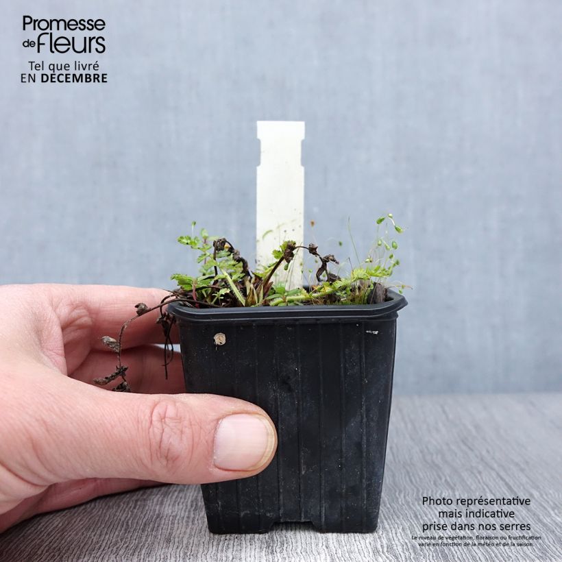 Amostra de Erodium manescavii Vaso de 8/9 cm tal como entregue no outono