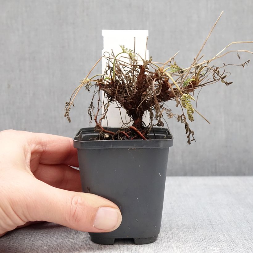 Amostra de Erodium glandulosum Spanish Eyes Vaso de 7/8 cm tal como entregue no inverno