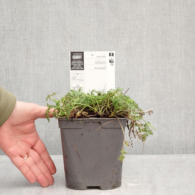 Amostra de Erodium glandulosum Spanish Eyes Vaso de 2 L/3 L tal como entregue no inverno