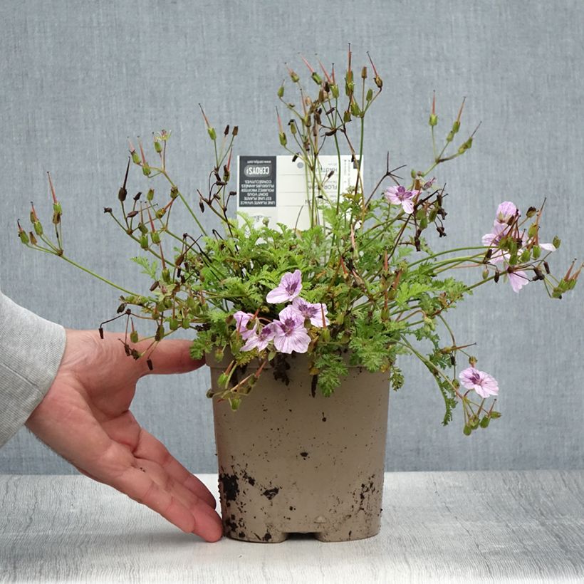 Amostra de Erodium glandulosum Spanish Eyes Vaso de 2 L/3 L tal como entregue no verão