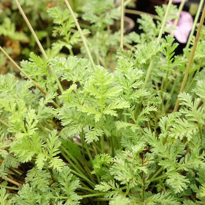 Erodium glandulosum Spanish Eyes (Folhagem)