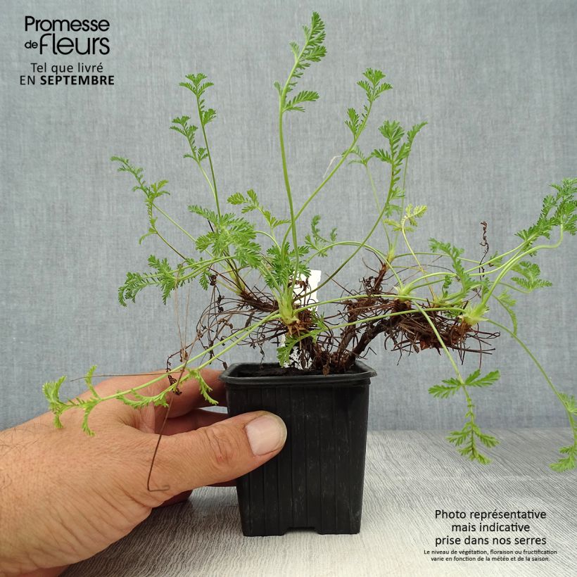 Amostra de Erodium Stephanie Vaso de 8/9 cm tal como entregue no outono