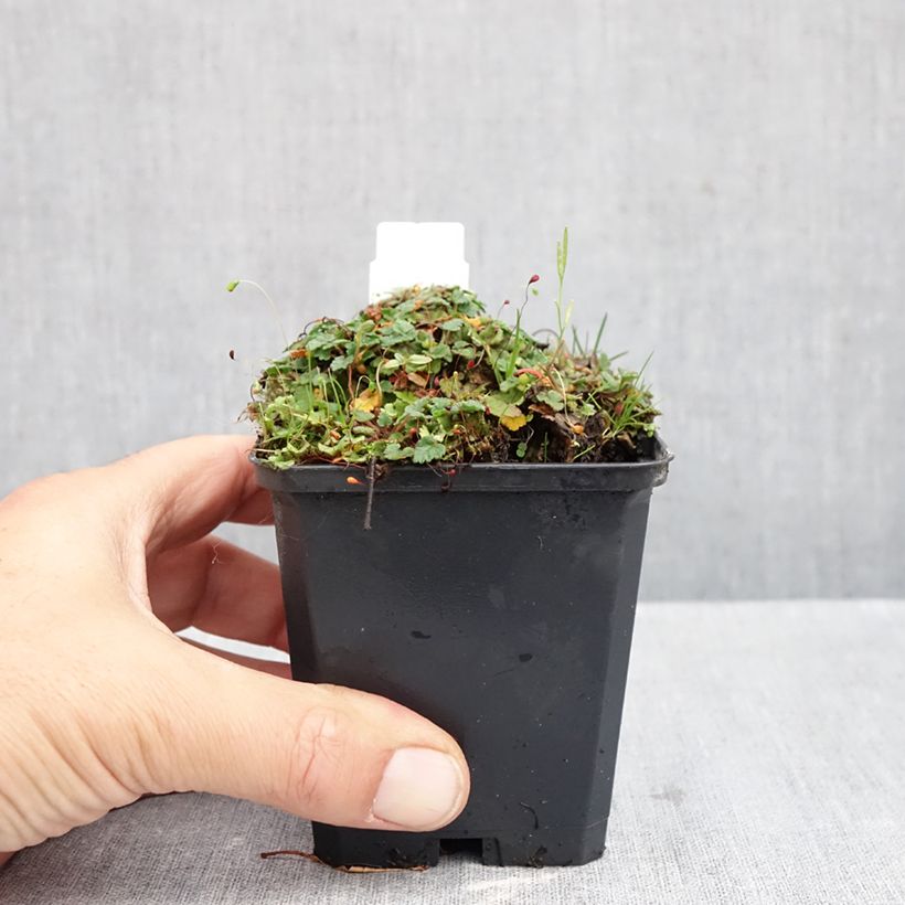 Amostra de Erodium x variabile Album Vaso de 8/9 cm tal como entregue no outono