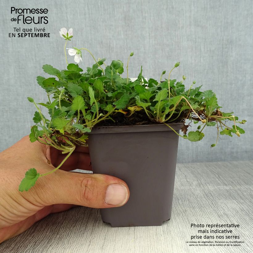 Amostra de Erodium x variabile Album Vaso de 8/9 cm tal como entregue no verão