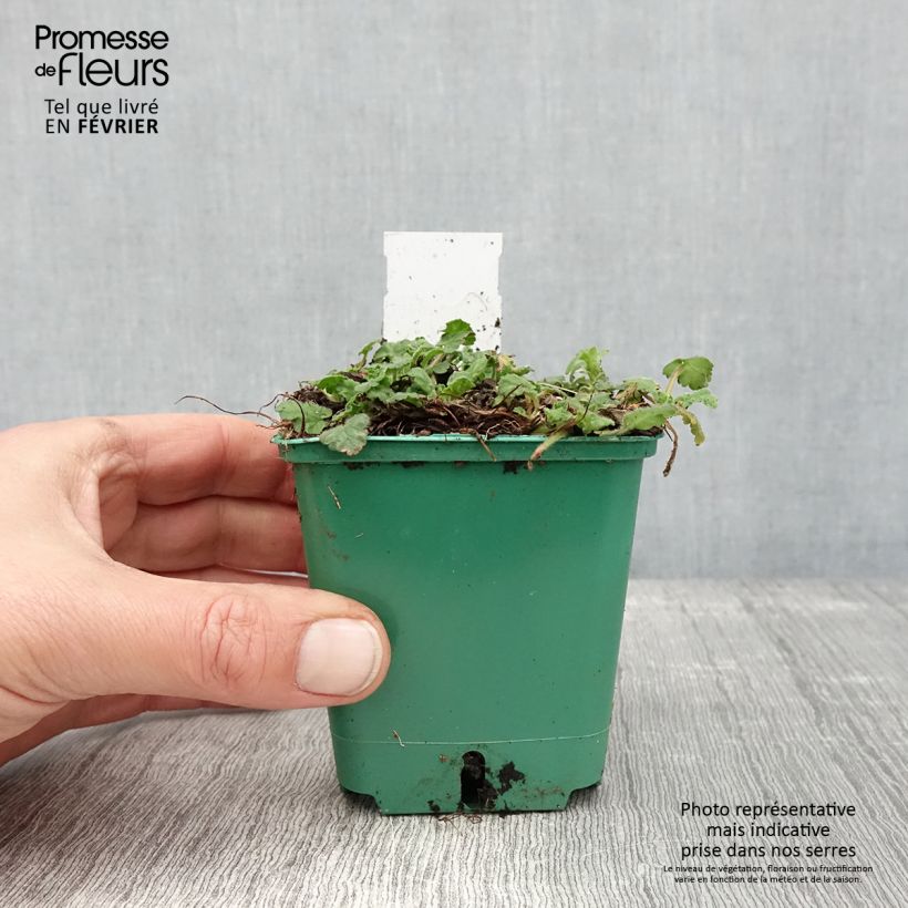 Amostra de Erodium x variabile Album Vaso de 8/9 cm tal como entregue no inverno