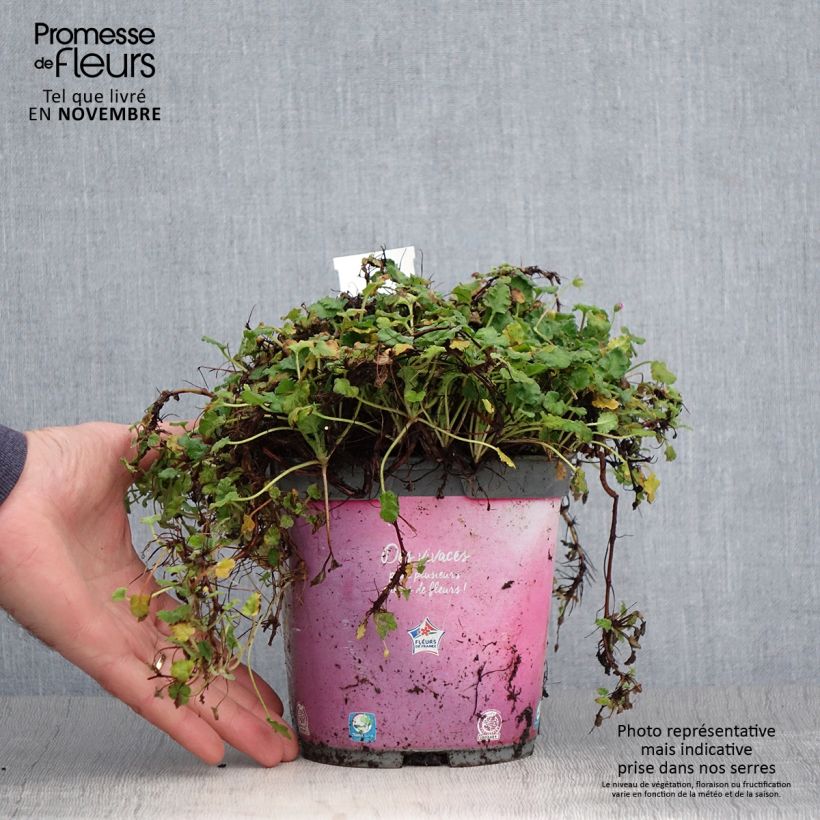 Amostra de Erodium Bishops Form Vaso de 2 L/3 L tal como entregue no outono