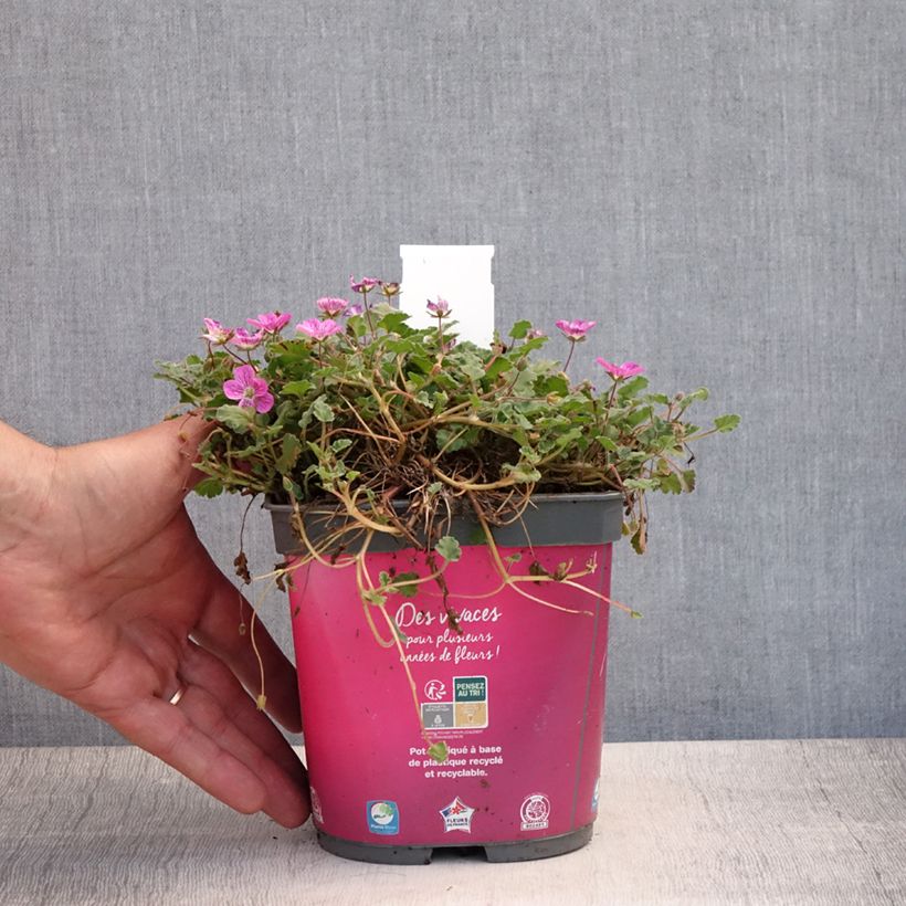Amostra de Erodium Bishops Form Vaso de 2 L/3 L tal como entregue no verão